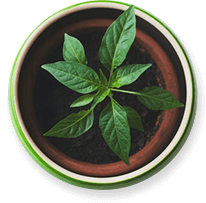 potted plant 1 1